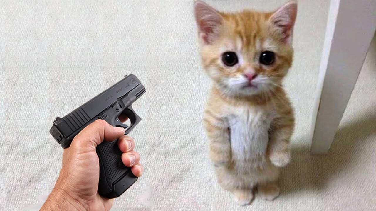 Funniest Animals 2022 π Funniest Cats and Dogs πΊπΆ 10minuteAnimals
