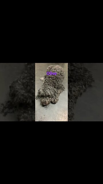 [Shorts 0057] OLIVE [#dogs #doggos #doggies #puppies #dogdaycare]