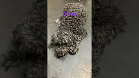 [Shorts 0057] OLIVE [#dogs #doggos #doggies #puppies #dogdaycare]