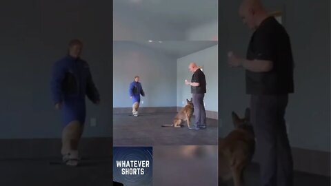 Fully trained K9 dog follows owners commands perfectly #shorts #k9 #dog #animals #pets