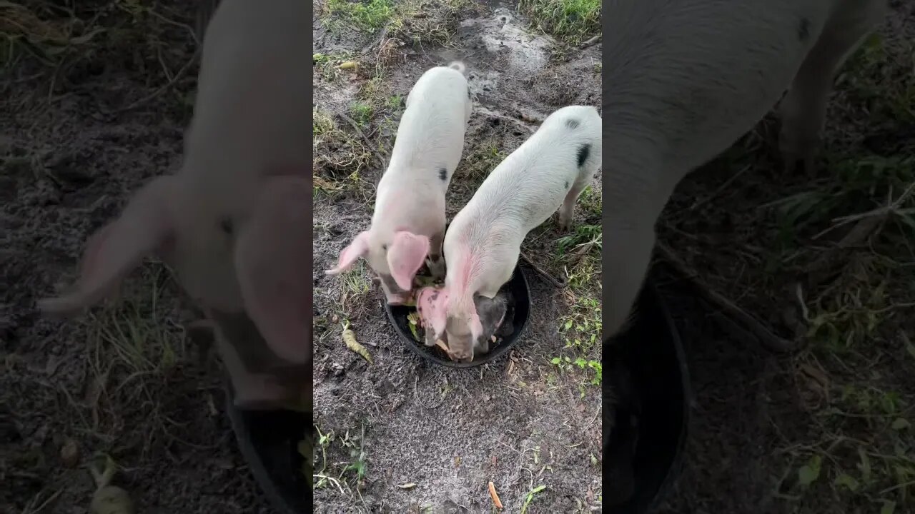 Piglet morning snack #shorts #short #piglets #pig #hog #farmlife