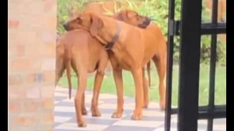 Dogs relax with one another in adorable backyard moment