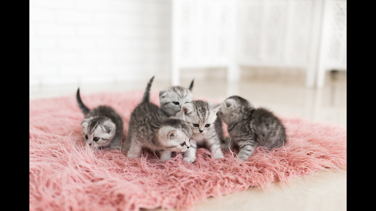 Cute Cats And Funny Dogs Videos
