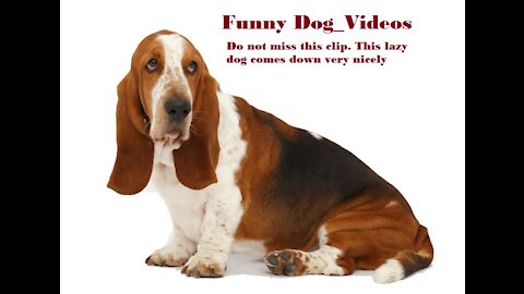 Funny Dog_Videos