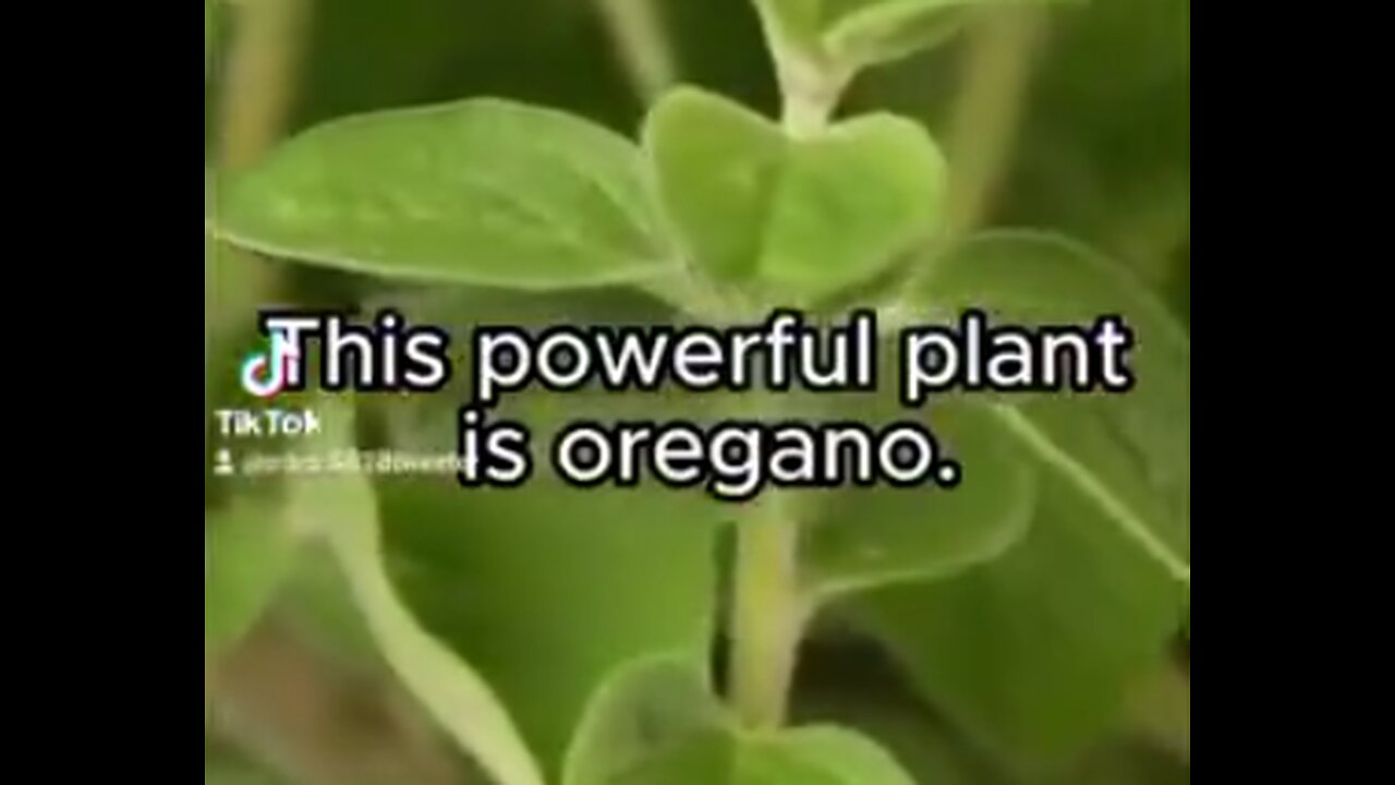 Oregano