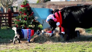 Supplement and Deworm your Livestock for FREE!