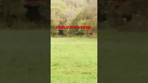 Frolicking deer 🦌 #shorts rts￼