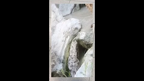 animal fani video 😂😂