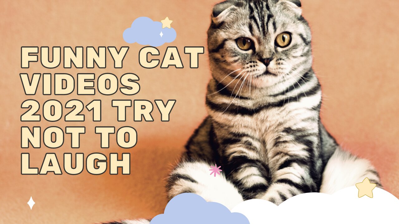 Funny Cat Videos 2021- try not to laugh