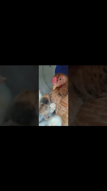 Mãe Galinha do Olho Azul e seus Filhotes