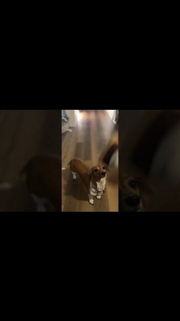 Playing Fetch With My Mini Dachshund