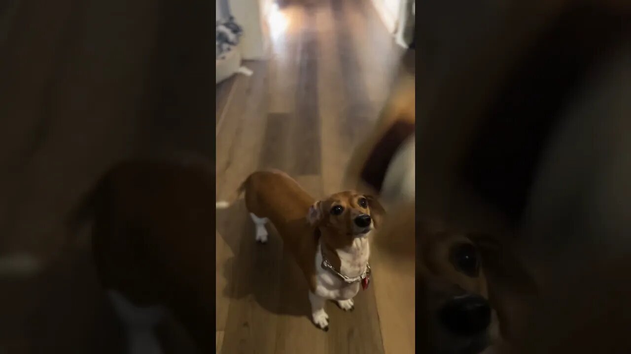 Playing Fetch With My Mini Dachshund