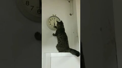 Hey, human... it's time for dinner right now....🐈🐾🕠😅 #shorts #animals