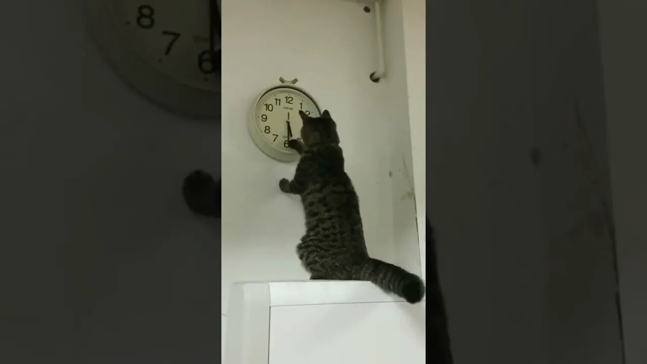 Hey, human... it's time for dinner right now....🐈🐾🕠😅 #shorts #animals