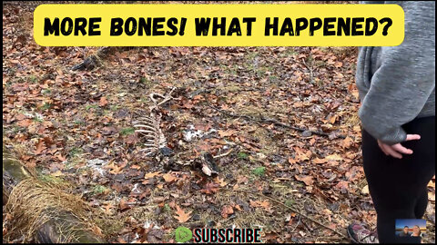 More BONES! 😬