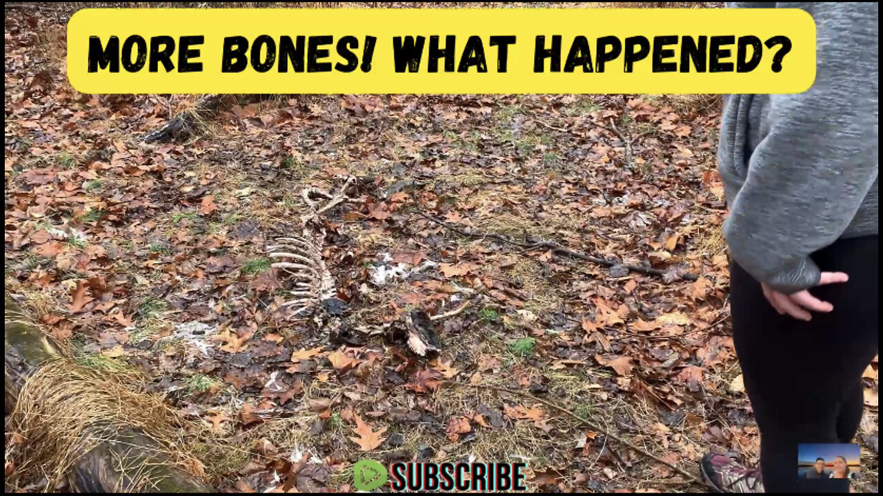 More BONES! 😬