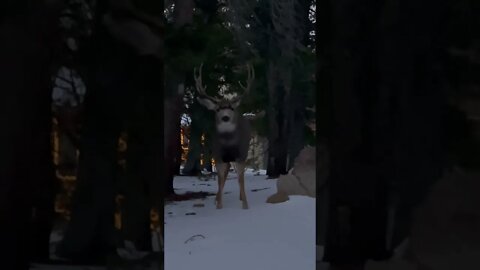 The Deer Whisperer