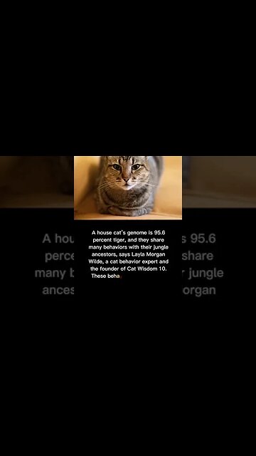 tiger Cat #housecats