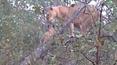 Proof that Lions DO climb trees!