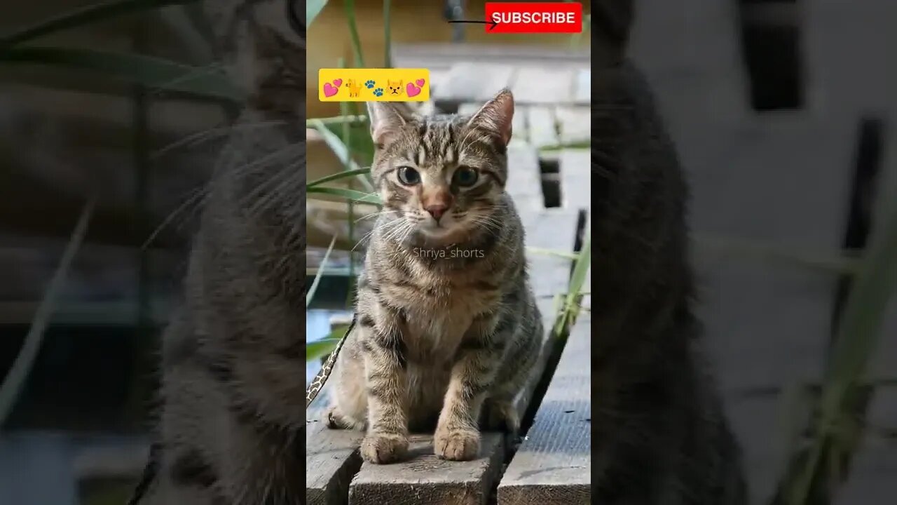 Cute alert cat 🥰💕 #shorts #cutecat #catlovers #catvideos