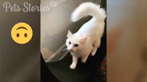 CAT COMPILATION - Cats Who Love To Exercise