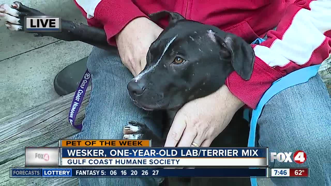 Pet of the week: 1-year-old lab-terrier mix Wesker