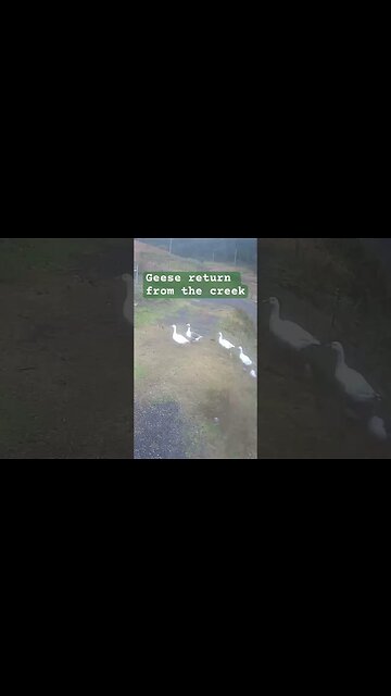 Security surveillance. Geese return from the creek