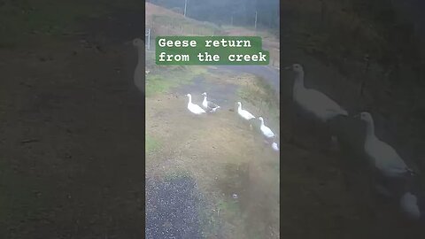 Security surveillance. Geese return from the creek