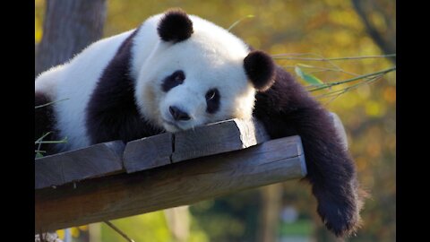 A cute panda rolls down on the grass