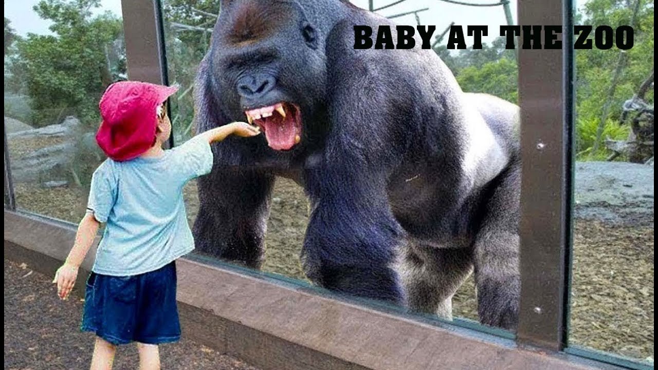 TRY NOT TO LAUGH | Funny Babies At The Zoo - LAUGH TRIGGER