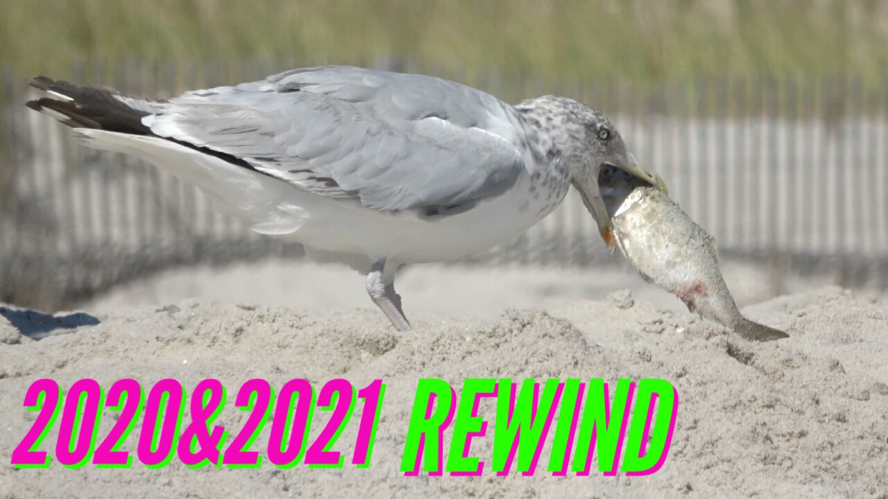 SEAGULL ATTACKS & EATS FISH! (2020 & 2021 REWIND)