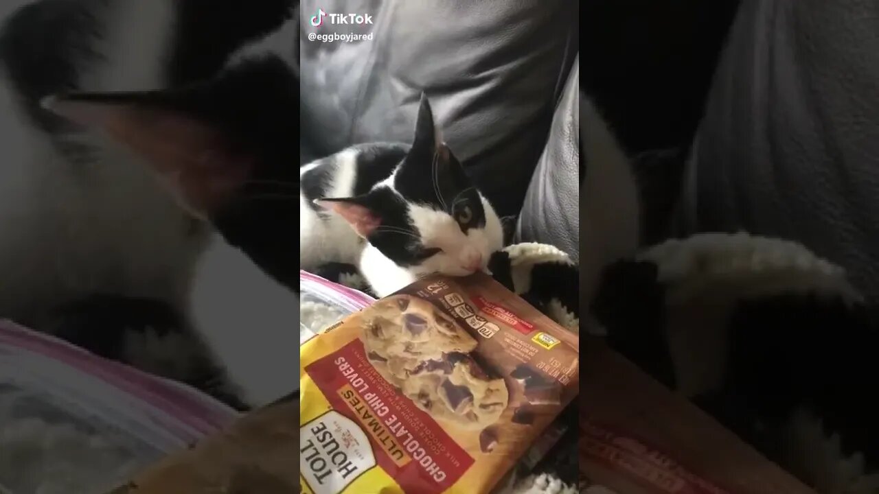 Is your cat kinda dumb does he think that plastics fun TikTok @eggboyjared Tik Tok Archives