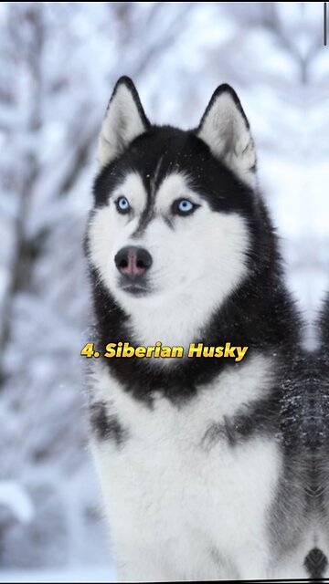 Top 10 Most Dangerous Dogs Breeds in the World 🐕⚠️😲