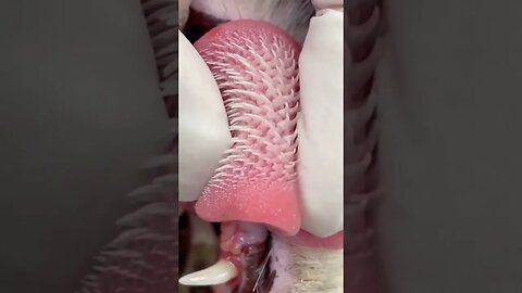 What is that? 🤔🤔 #shorts #viral #subscribe #reels #fyp #short
