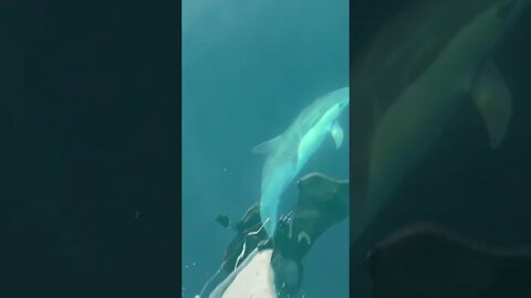 Dolphins swimming sideways to check you out!! 돌고래 옆으로 수영하면서 사람구경 :D