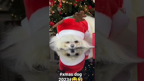 #xmas dog 2023# 😃🤣