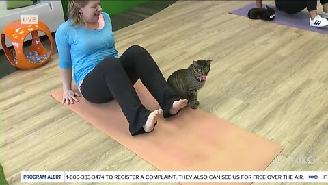 New yoga class for cat lovers at the Cattyshack Cafe in Fort Myers