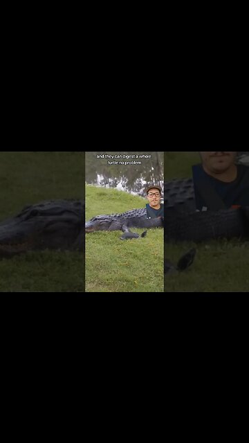 Crocodillians can eat almost anything