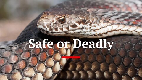 Venomous or Non Venomous | #australia #wildlife #snakes