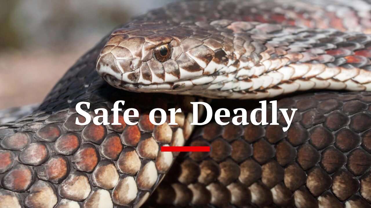 Venomous or Non Venomous | #australia #wildlife #snakes