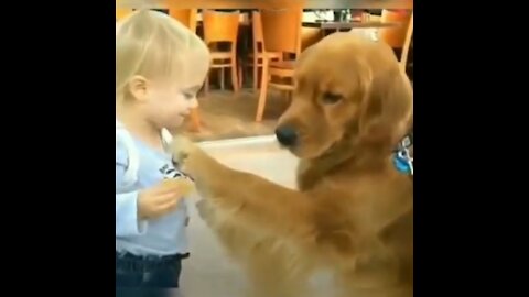 little boy shaking hands with dog