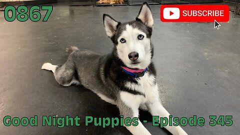 [0867] GOOD NIGHT PUPPIES - EPISODE 345 [#dogs #doggos #doggos #puppies #dogdaycare]