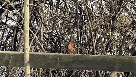 Whole bunch of Cardinals