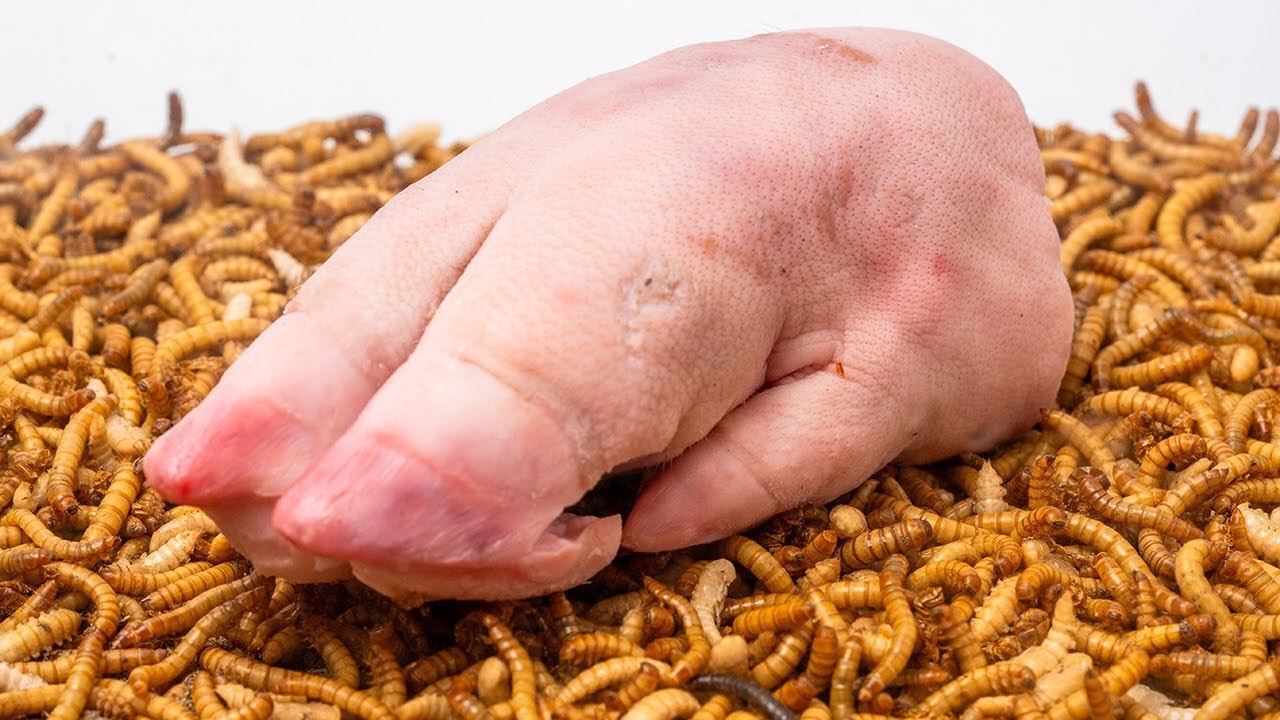 10000 Mealworms VS Pig Feet | Timelapse