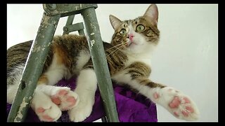 Cat Photography