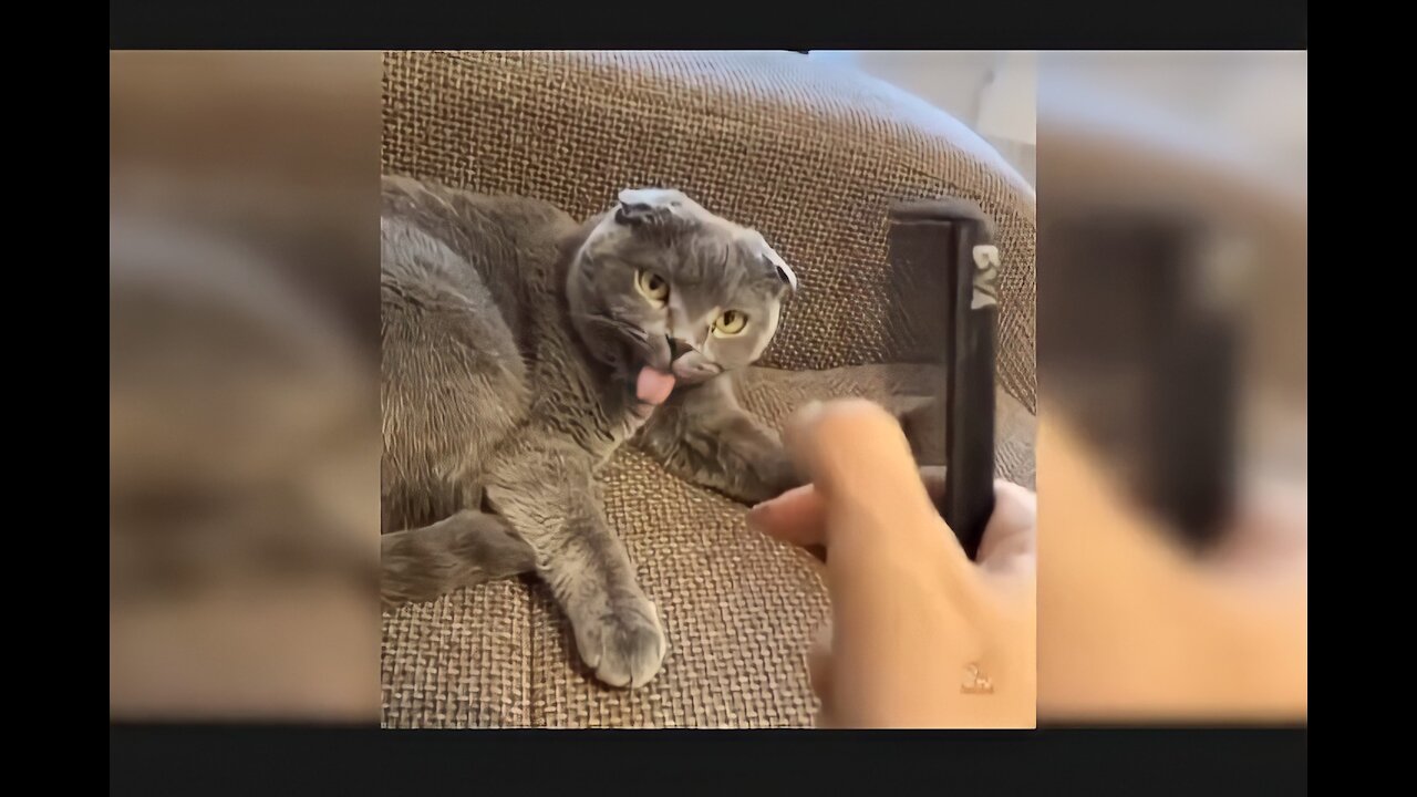 #1 - The funniest cats in the world