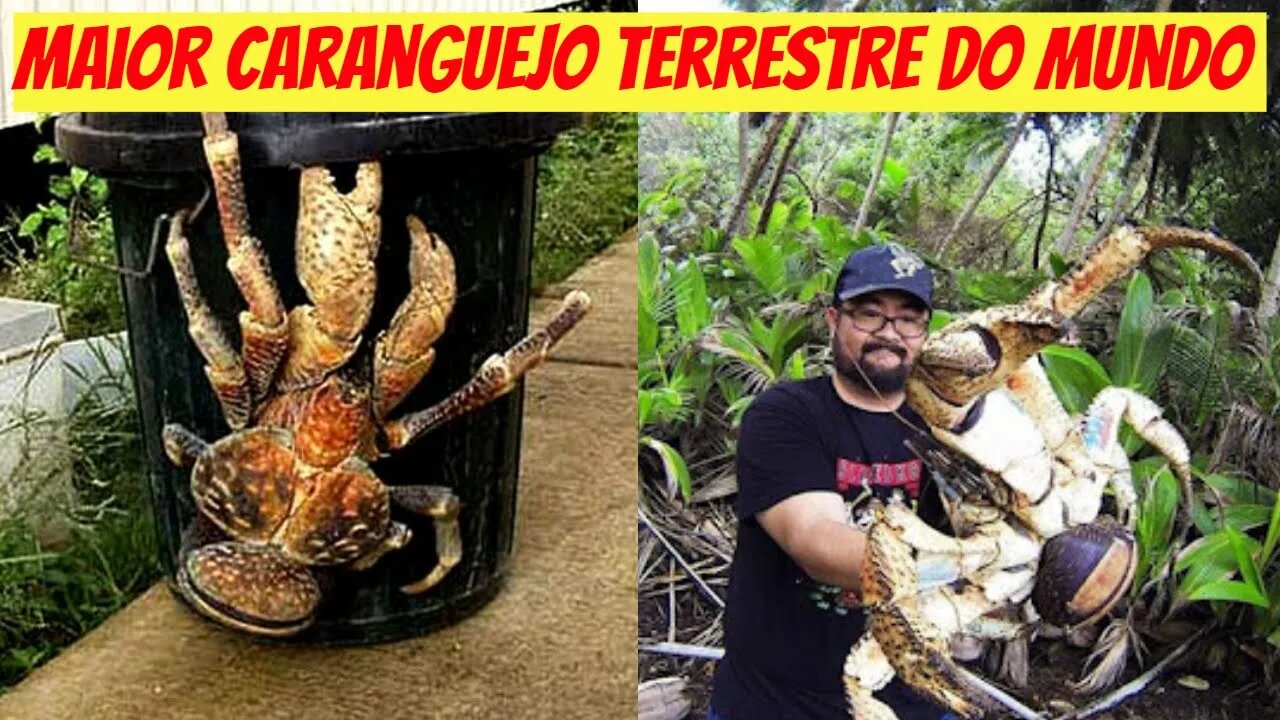 Maior Caranguejo Terrestre Do Mundo