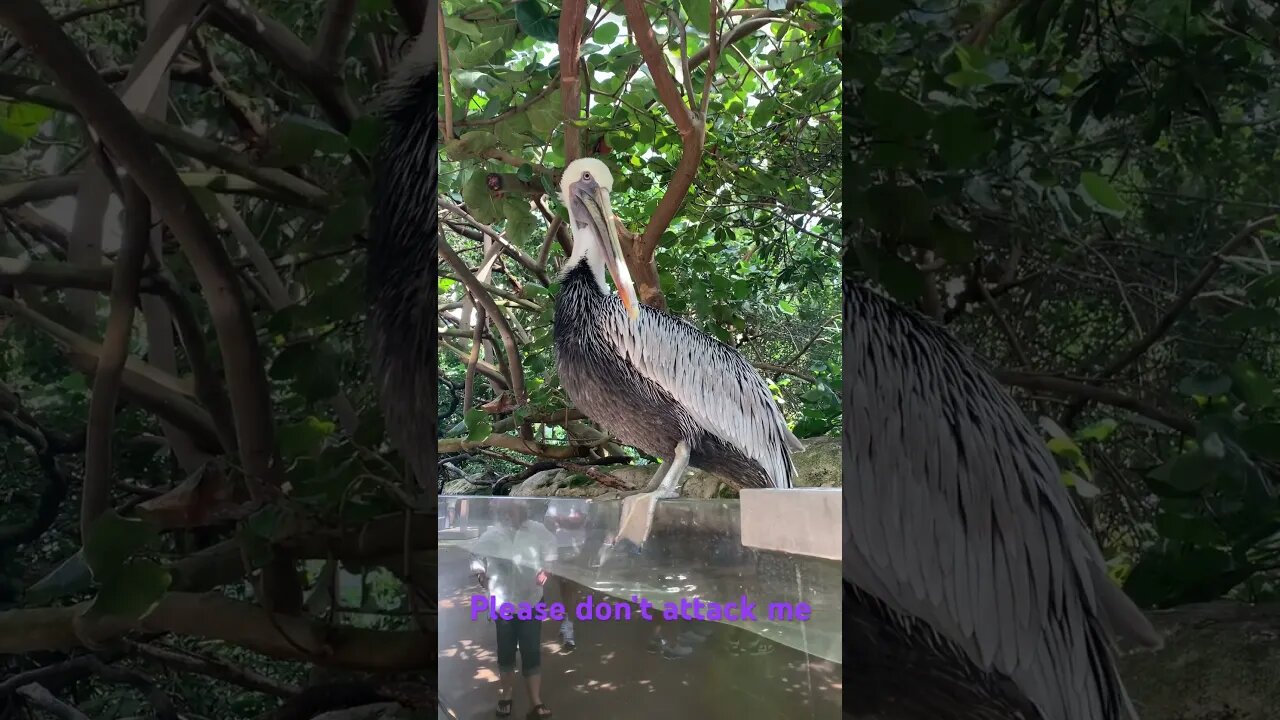 Attack pigeon.
