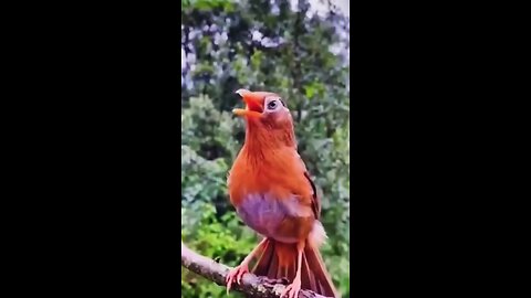 real sound of birds