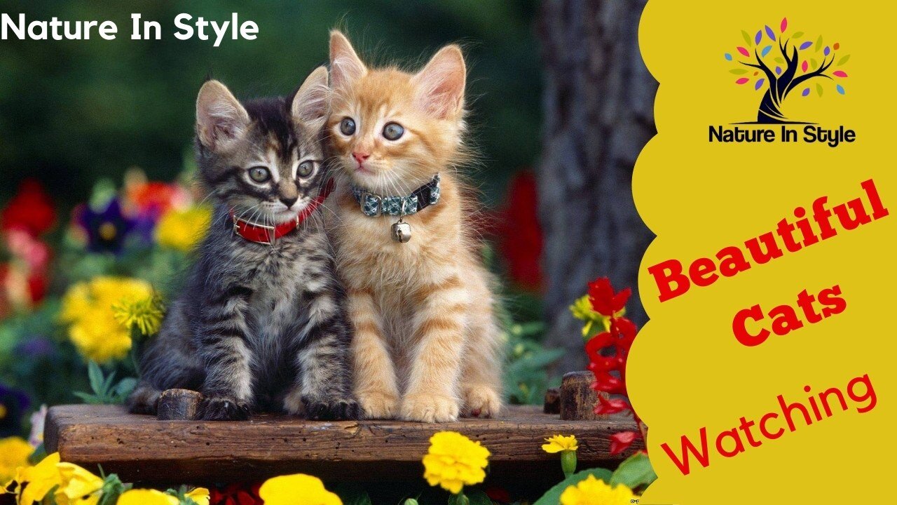 Beautiful Baby Cats | Nature In Style